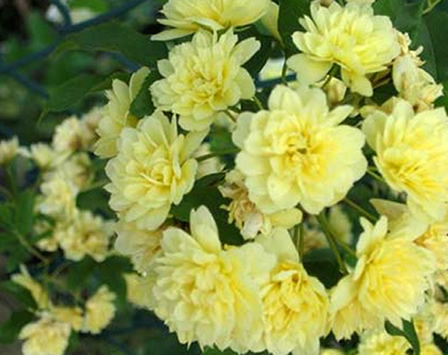 fiori Albergati