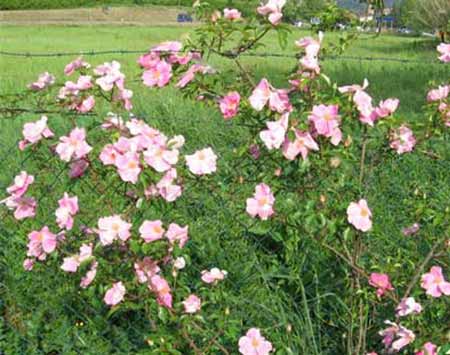 fiori Albergati